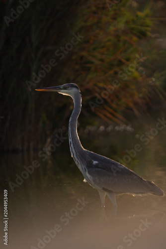 Backlit image of Grey Heron at Sanad mangrove of Bahrain
