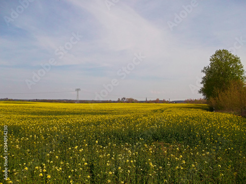 Rapsfelder in der schönen Uckermark
