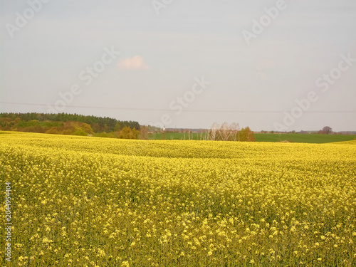 Rapsfelder in der schönen Uckermark

