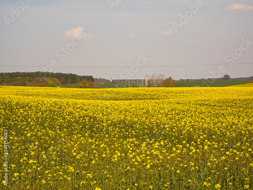 Rapsfelder in der schönen Uckermark
