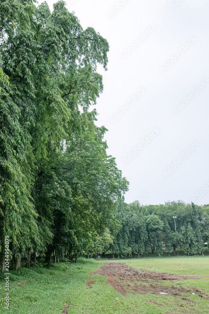 Fototapeta premium Tall vegetation bordering a meadow with damaged soil. Contrast between pristine woodland and a messy dirt path. Scenic park landscape featuring a rough earthy trail.