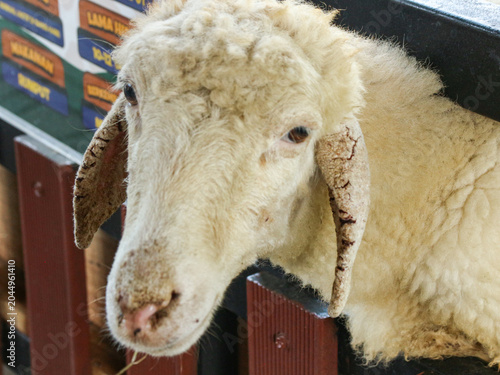 Fotografie Soft White Sheep Curiously Peering Over Wooden Fence
