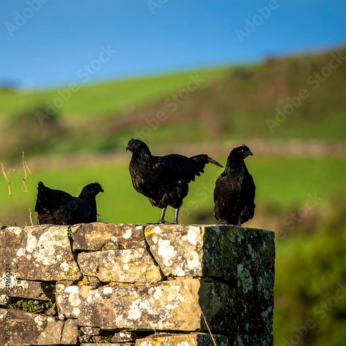 Three Black Chickens Perched on Rustic Stone Wall in Green Rural Landscape