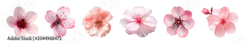 PNG Delicate pink cherry blossoms on transparent background
