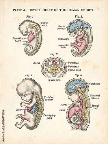 Development of the human fetus in the womb with detailed anatomical