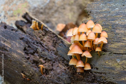 Foto Small wild mushrooms growing on a decaying rotten tree trunk with copy space