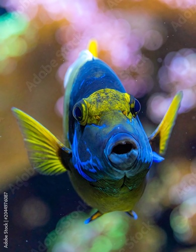 Vibrant Blue Tropical Fish Facing Camera in Colorful Aquarium Water