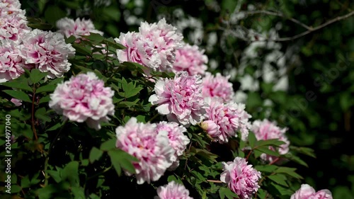 Detailed close-up of blooming peony flowers with rich pink petals and green leaves. Natural outdoor scene with soft motion and selective focus.