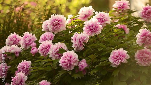 Blooming pink peonies in garden under warm sunlight on spring day