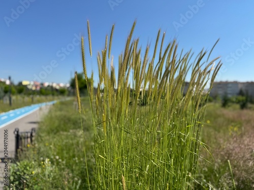 Close up of little barley (Hordeum pusillum) wild grass ears growing in a city park green field under a clear blue sky. Beautiful agricultural and urban nature background asset.