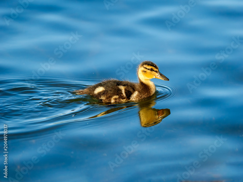 A lonely duckling swimming down the river