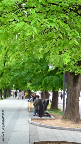 Vertical footage of leafy trees lining urban street in spring. Bright spring or summer atmosphere in a peaceful residential neighborhood.