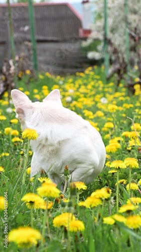 Chihuahua dog resting among dandelions in blooming garden