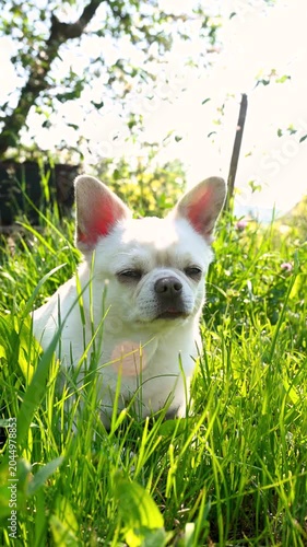 White chihuahua dog resting in green grass on sunny day