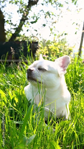 White chihuahua dog resting in green grass on sunny day