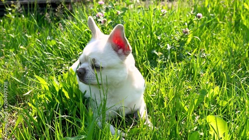 White chihuahua dog resting in green grass on sunny day