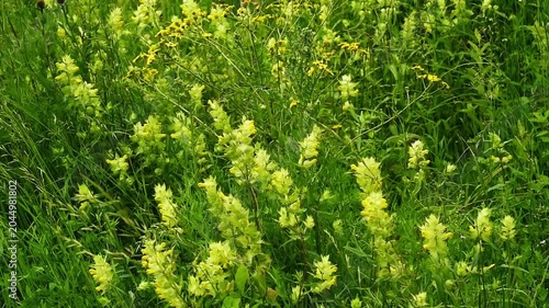 yellow rattle flowers in a meadow waving in the wind - Rhinanthus minor
