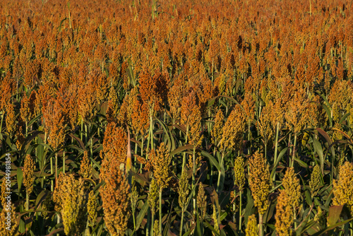Close-up of ripe sorghum grains in a vibrant agricultural field