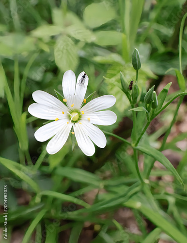 A white greater stitchwort flower in closeup with an insect on a petal in a countryside hedgerow