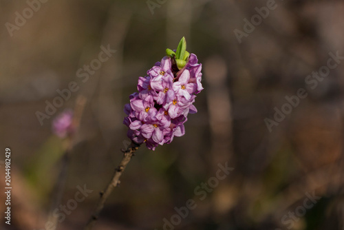 Fotografie Daphne mezereum flowers on bushes in spring in natural environment