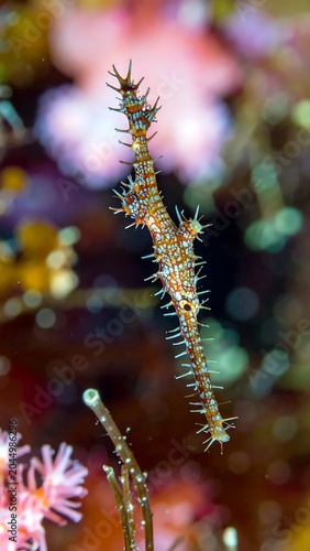 Spiny Colorful Seahorse Floating Among Soft Coral in Underwater Reef