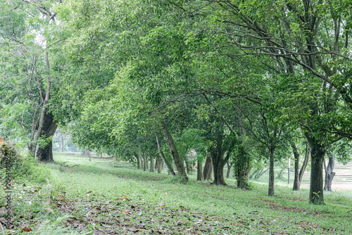 Fotografia Beautiful spacious meadow surrounded by thick woodland