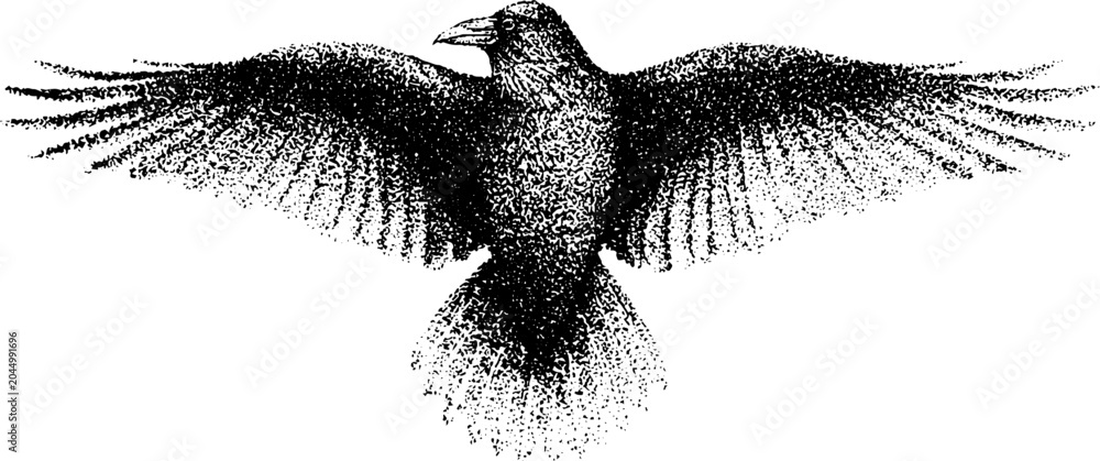 Obraz premium Raven wings spread symmetrically hovering over white background