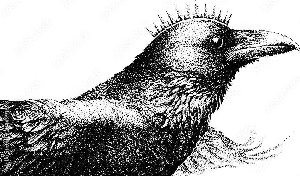 Fototapeta premium Crow profile with feather crest looking right isolated background