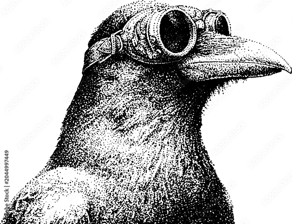 Fototapeta premium Raven wearing steampunk goggles in plain white background