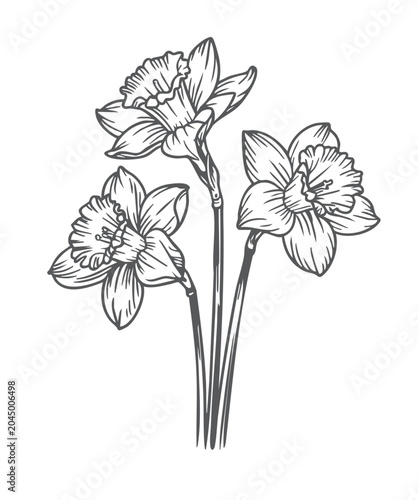 Narcissus flower engraving artwork. Detailed antique botanical drawing with elegant floral outlines.