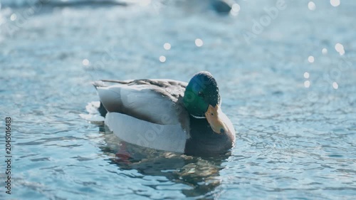 Male Mallard Duck Feeding in Icy Water Between Snowy Banks