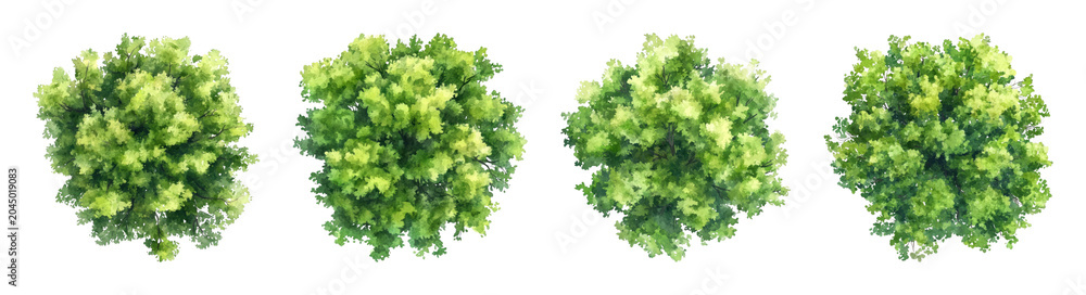 Obraz premium PNG Lush green bushes aligned beautifully on transparent background