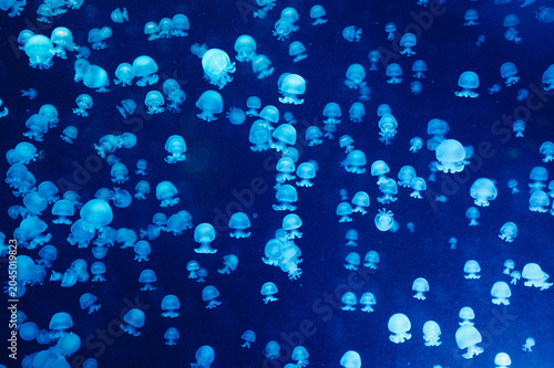 Hundreds of translucent jellyfish drift in deep blue water, their bell-shaped bodies emitting a soft bioluminescent glow. Varied sizes and delicate tentacles