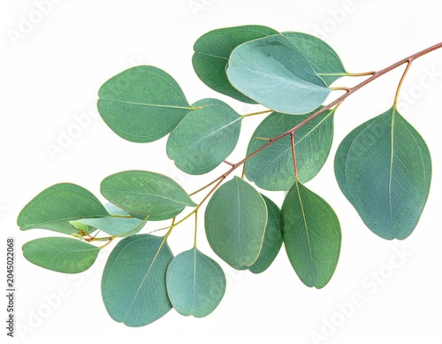 A delicate branch of round, green leaves against a stark white background