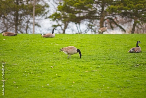 Flock of Canada Geese Grazing on a Bright Green Grassy Hill