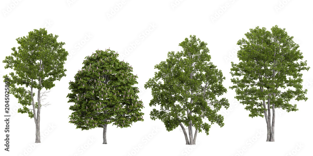Obraz premium Collection of Aesculus,Alnus plants isolated on white background