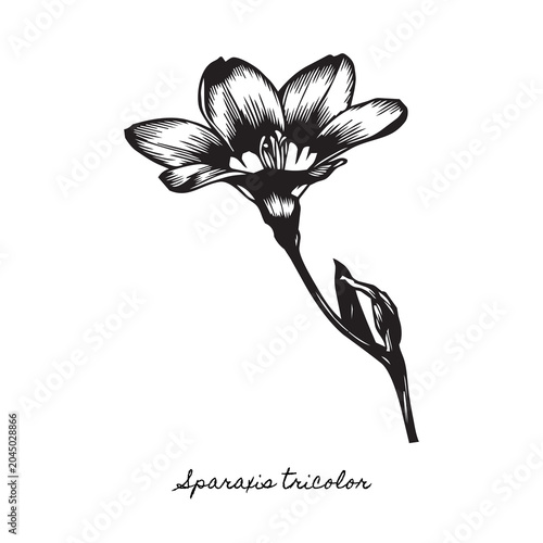 Fotografía harlequin flower sparaxis tricolor engraving, traditional star shaped african bl