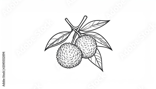 Detailed hand drawn lychee branch illustration on white background.