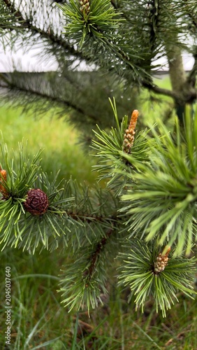 High-quality close-up photograph of evergreen pine tree branches with fresh young spring shoots. Natural outdoor environment with soft focus background, selective focus and rich green needles. Perfect