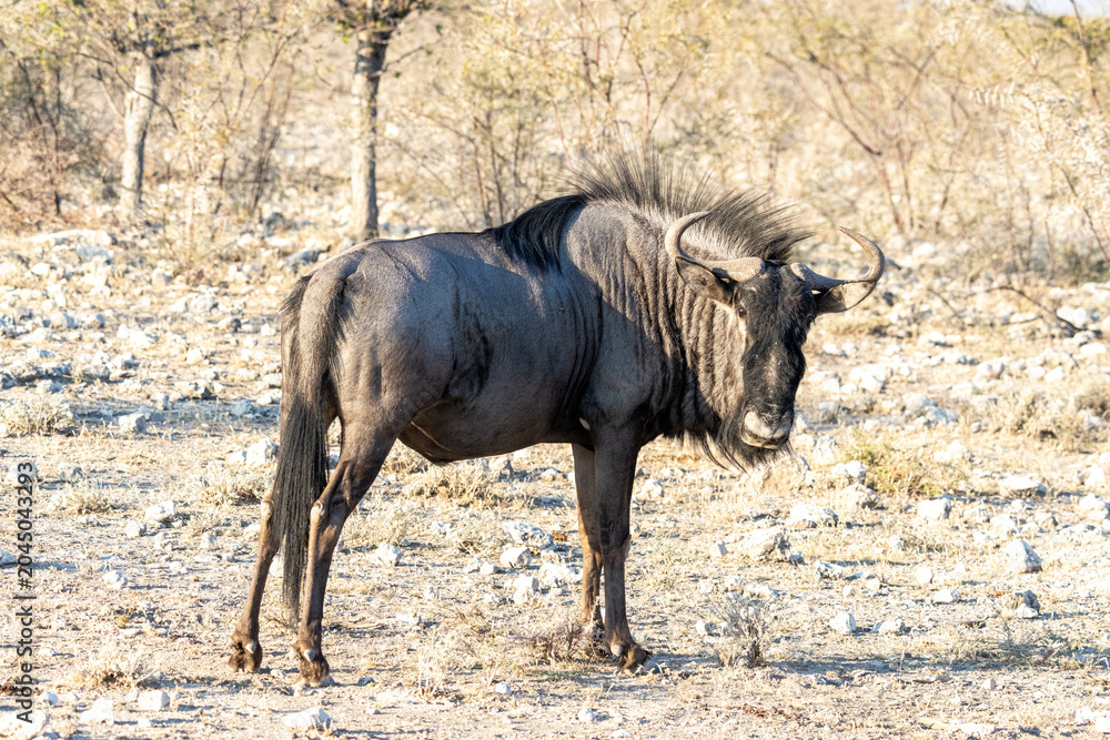 Fototapeta premium Wildebeest in Etosha, Namibia