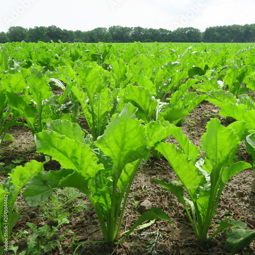 green fodder beet leaves in the field