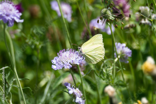 Fotografía Common brimstone butterfly (Gonepteryx rhamni) sitting on a small scabious in Zu