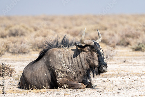Billede på lærred Wildebeest in Etosha, Namibia