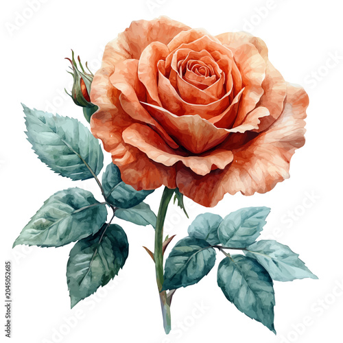 Rose Flower, soft and charming watercolor, isolated on a white background, delicate and elegant style.