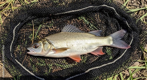 A common dace fish caught in a landing net