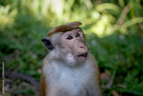 Photography monkey