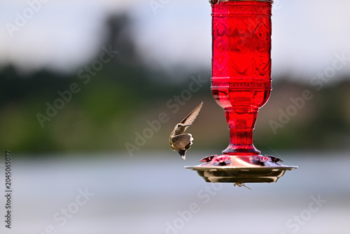 Konstfotografi Anna's hummingbird (Calypte anna)  hovering or perched in hummingbird feeder