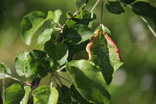 Close-up of apple tree (Malus domestica) leaves with distinctive red wrinkled galls caused by rosy apple aphid (Dysaphis plantaginea) infestation