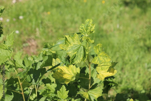 Close-up of blackcurrant (Ribes nigrum) leaves showing severe interveinal chlorosis with green veins, potentially caused by nutrient deficiency or viral infection in a garden