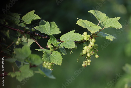 Horizontal branch of a blackcurrant (Ribes nigrum) bush with clusters of unripe green berries and fresh leaves on a soft blurred dark green background